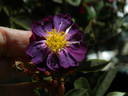 Ixl rose photo