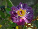 Ixl rose photo