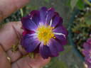 Ixl rose photo