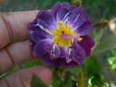 Ixl rose photo