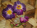 Ixl rose photo
