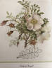 Duke of Argyll rose photo