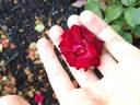 Watermark rose photo