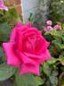 Wendy Cussons rose photo