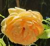 Carolyn Knight rose photo