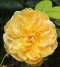 Carolyn Knight rose photo