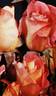 Sea Pearl rose photo