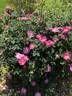 AKA 161-18 rose photo