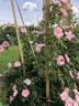 AKA 111-18 canina rose photo