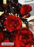 Tropique rose photo