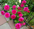Frilly Cuff rose photo