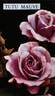 Tutu Mauve rose photo