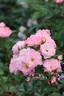 Jacky's Favorite rose photo