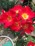 Be-Bop ™ rose photo