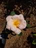 PLTB Crest rose photo
