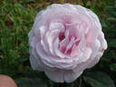 Pacific Blue rose photo