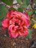 Cha-Cha rose photo