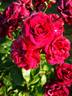 Katie's Rose rose photo