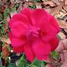 Prince's Trust rose photo