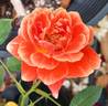 Tangerine Spritzzz!™ rose photo