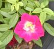 Tom Thumb rose photo