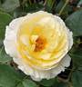 Irish Hope rose photo