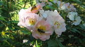 Open Arms rose photo
