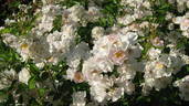 Abigail Adams rose photo
