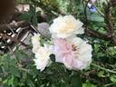 Kronprinzessin Viktoria rose photo