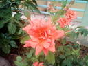 Florentia rose photo