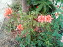Florentia rose photo