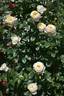 Amnesty International rose photo