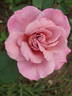 Nimbus rose photo
