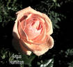 Angus Hamilton rose photo