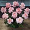 Raytherose rose photo