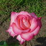 Raytherose rose photo