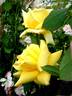 Landora, Cl. rose photo