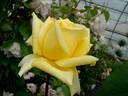 Landora, Cl. rose photo