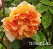 It's a Wonderful Life rose photo