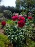 Louis van Houtte rose photo