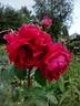 Louis van Houtte rose photo