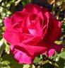 Purple Passion ™ rose photo