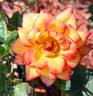 Jennie Anne rose photo