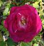 Purple Passion ™ rose photo