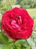 Birthe Kjaer Renaissance rose photo