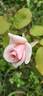 Adam rose photo