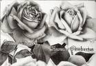 Crimson Queen rose photo