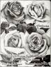 Florence Pemberton rose photo