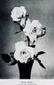 Rose Marie rose photo
