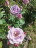 Azubis rose photo
